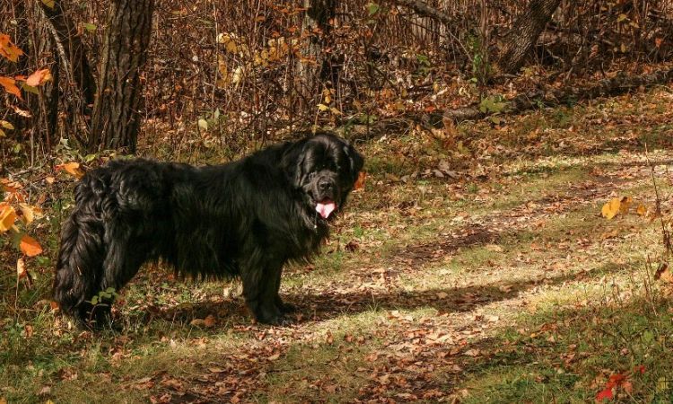 A picture of Leah Hextall's dog.